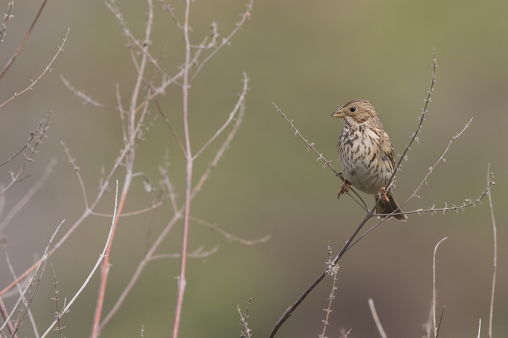 Corn Bunting